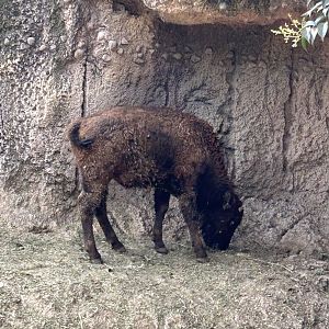 Juvenile american bison