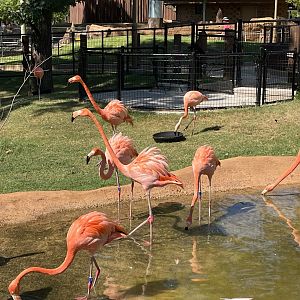 Caribbean Flamingo, Aug. 13, 2025