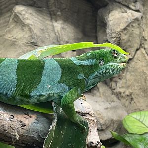 Fiji Banded Iguana (Brachylophus bulabula)