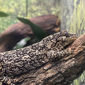 Gargoyle Gecko (Rhacodactylus auriculatus)
