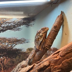 Frilled Lizard (Chlamydosaurus kingii)