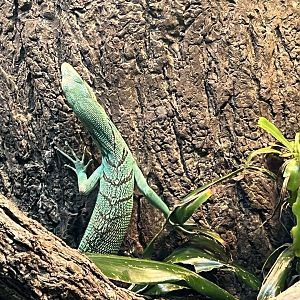 Green Tree Monitor (Varanus prasinus)