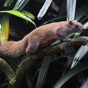 Pallas' Squirrel (Callosciurus erythraeus)