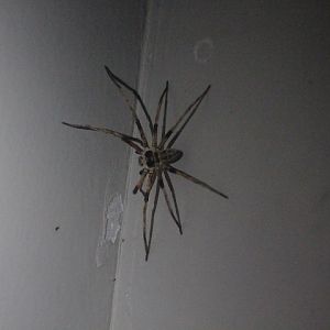 Malayan giant huntsman spider (Heteropoda martinae)