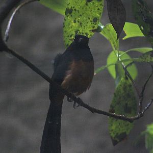 Barusan shama (Copsychus malabaricus melanurus)