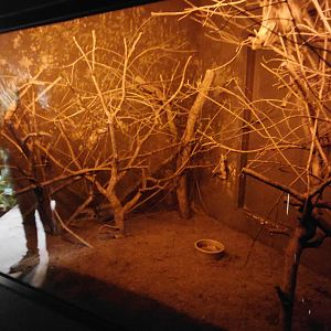 Straw-coloured fruit bat exhibit