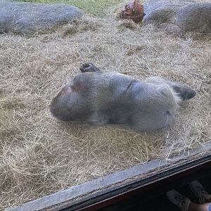 New Silverback at Busch Gardens?