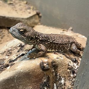 Shield-tailed Agama (Xenagama taylori)