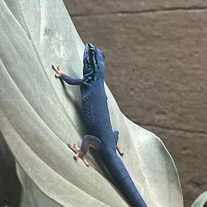William's Dwarf Blue Gecko (Lygodactylus williamsi) (male)