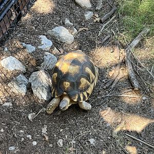 Ploughshare (Angonoka) Tortoise (Astrochelys yniphora)