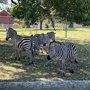 Plains Zebra