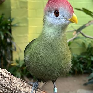 Red-crested Turaco 2