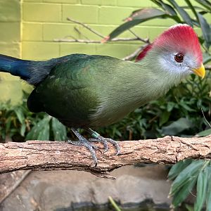 Red-crested Turaco 1