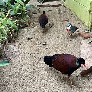 Green-naped Pheasant Pigeon and Luzon Bleeding-Heart Dove