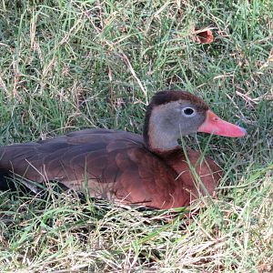 Black-bellied Whistling-Duck