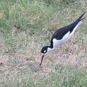 Black-necked Stilt