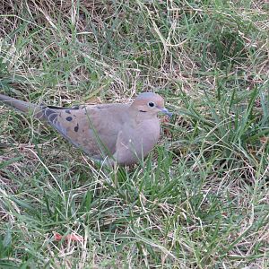 Mourning Dove
