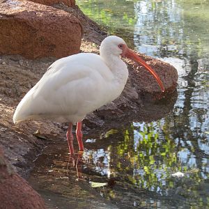 White Ibis