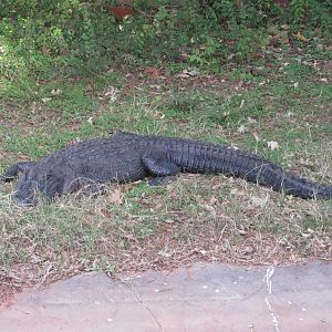 American Alligator (female)
