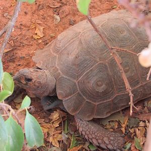 Asian Brown Tortoise (Manouria emys)