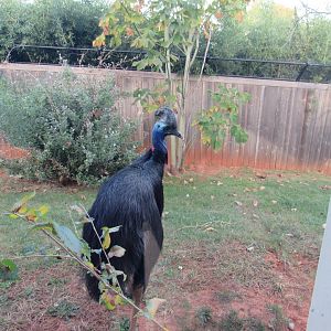 Double-wattled Cassowary