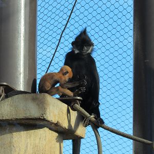 Francois' Langur