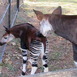 Okapi (adult female and female calf)