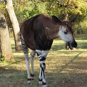 Okapi (male)