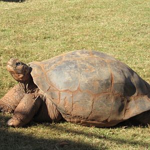 Alcedo Volcano Galapagos Tortoise (Chelonoidis vandenburghi)