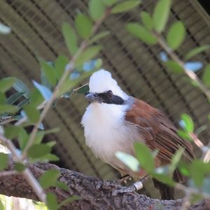 White-crested Laughingthrush