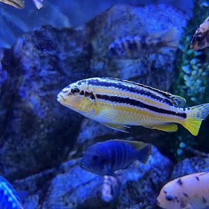 Melanochromis auratus