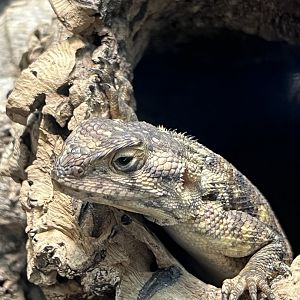 Bibron's Agama (Agama bibronii)