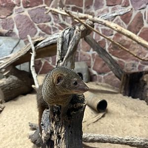 Dwarf Mongoose
