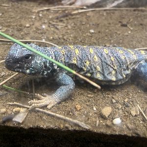 Ornate Uromastyx