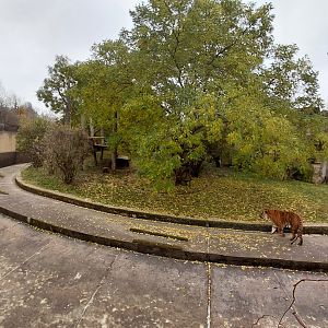 Malayan tiger outdoor exhibit