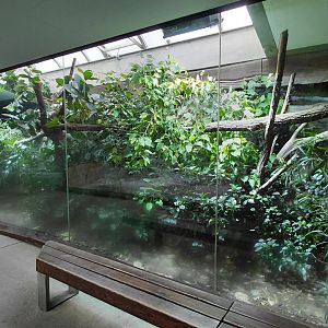 Crocodile monitor exhibit