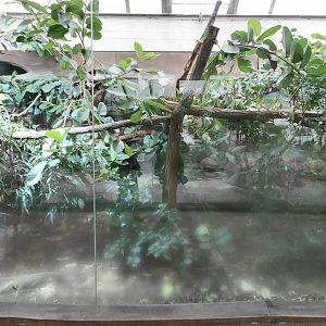 Crocodile monitor exhibit