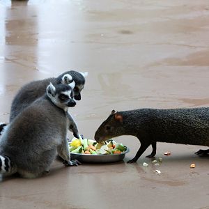 Ring-tailed Lemurs & Agouti Sharing Lunch