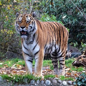 Amur Tiger