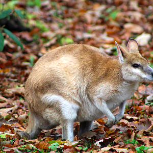 Agile Wallaby