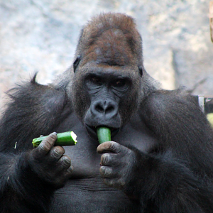 Gorilla Snacking on a Cucumber