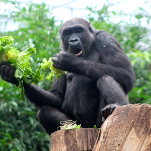 Gorilla Snacking on Lettuce