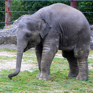 Asian Elephant Calf