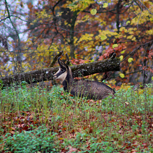 Chamois