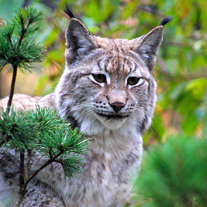 Eurasian lynx