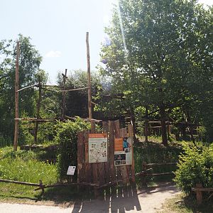 Lar gibbon island, 2025-05-22