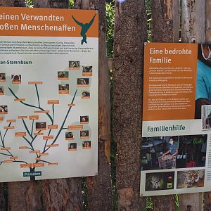 Lar gibbon relation to other primates and conservation signage, 2025-05-22