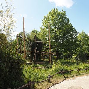 Lar gibbon island, 2025-05-22