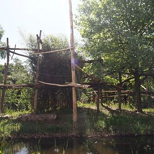 Lar gibbon island, 2025-05-22