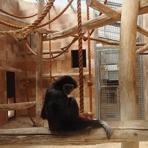Lar gibbon indoor housing, 2025-05-22